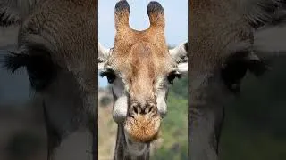 Thumbnail: Its not Horn its Ossicones.