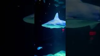 Thumbnail: Terrifying Shark Side Eye at NY Aquarium 👁️🦈