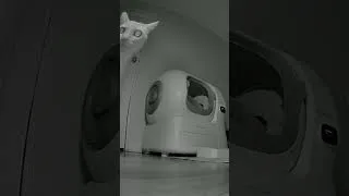 Thumbnail: When the new litter box looks suspicious... 🛸👀
