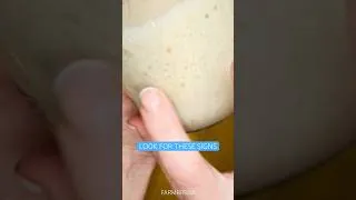 Thumbnail: 🍞 Signs to Look￼ for In Your Sourdough Starter! #Sourdoughstarter #SourdoughForBeginners