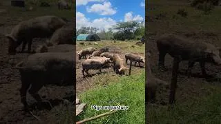 Thumbnail: pasture raised pigs  #pasturedpork #farming