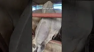 Thumbnail: Beef Fattening