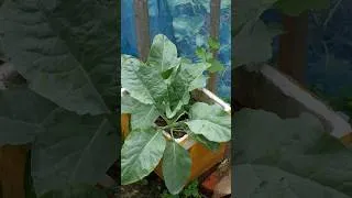 Thumbnail: Don’t Throw Away Plant Waste! Turn It Into Super Soil for Giant Cauliflower