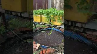 Thumbnail: I water vegetable at backyard​