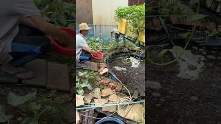 Thumbnail: Raising fish without changing water / I clean fish poop everyday