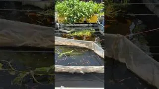 Thumbnail: Raising Fish Without Changing the Water in My Backyard