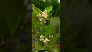 Thumbnail: Growing limes in a container #shorts #food #viralvideo #youtube #youtubevideo #farmingontherocks