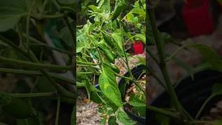 Thumbnail: Serrano Peppers #shorts #food #viralvideo #youtube #youtubevideo #farmingontherocks