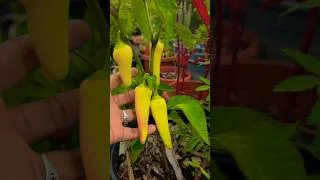Thumbnail: Sweet banana peppers #shorts #food #viralvideo #youtube #youtubevideo #farmingontherocks
