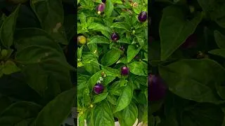 Thumbnail: Five color chilli peppers #shorts #food #viralvideo #youtube #youtubevideo #farmingontherocks