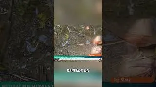 Thumbnail: Storm Damage, Harvest Strategy & Saving Your Crop