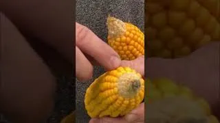 Thumbnail: Cornfields Looks Great, Yields NOT GREAT! Why