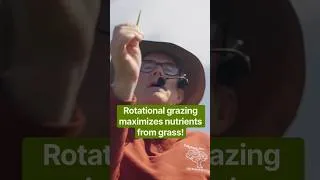 Thumbnail: Run chickens after cows on pasture to maximize nutrients from grass #farming  #pasturepoultry