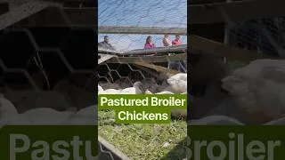 Thumbnail: Pastured Broiler Chickens at a Regenerative Farm - “Inside Polyface Farms” Documentary Sneak Peak