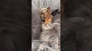 Thumbnail: I don’t know what we were expecting but it wasn’t this! #homesteaddreams #fypシ゚viral #babyanimals