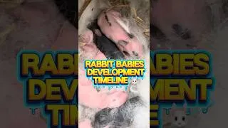Thumbnail: Rabbit Baby Development Timeline🐰