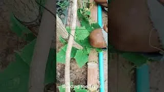 Thumbnail: Don't build a trellis until you watch this 🪵 #diy #garden