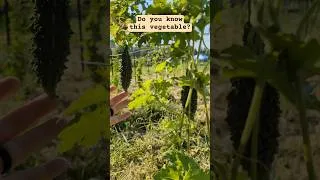 Thumbnail: Guess That Veggie 🤠