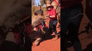 Thumbnail: How Australia is cruel to camels 🐪
