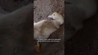 Thumbnail: Ducks forced to support their weight for their short lives ❤️‍🩹 How is this still legal?