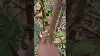 Thumbnail: Harvesting calliandra #farming #farmlife