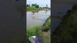 Thumbnail: 🚨 Fear of a major accident! Electricity pole fell into the river, children are playing a deadly game