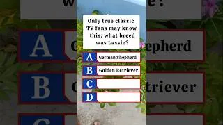 Thumbnail: Only true classic TV fans may know this: what breed was Lassie?🤔 #quiz #shorts #trending