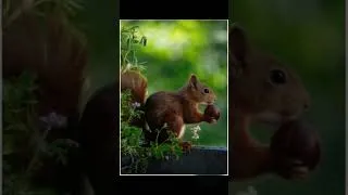 Thumbnail: Beautiful national video #shortvideo #foryou