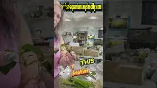 Thumbnail: Medium AQUARIUM PLANT Pack SALE
