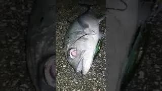Thumbnail: Travally In Saipan, using YOZURI LURES