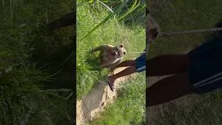 Thumbnail: Sikandar ki girlfriend🐶😍