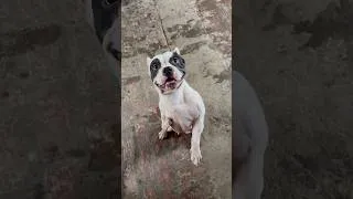 Thumbnail: Dora boht khaternak h 😳☠️🐶