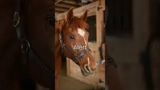 Thumbnail: Horse Ears: Their radar & communication tool! #horse #facts