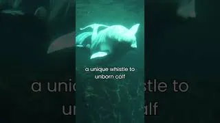 Thumbnail: How beluga calves know their mother's song in the womb #science #whales