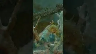 Thumbnail: How many Seahorses can you see? #wildlife