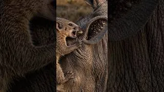 Thumbnail: Powerful Warthog Tormented by a Tiny Enemy #wildlifedocumentary #wildlife #animals#shorts