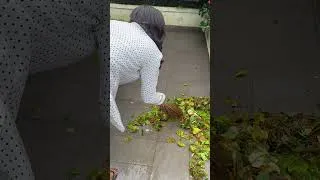 Thumbnail: Let’s clean our garden #cleaningvlog #cleaningenthusiast