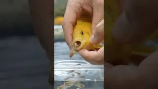 Thumbnail: Unbelievable Fish Birth! 🐟😱 #fish