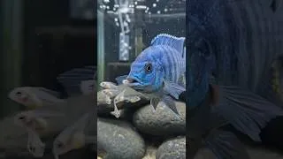 Thumbnail: 🐟💙 Incredible! This Blue Fish Gives Birth Through Its Mouth! 😱🍼 #fish