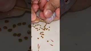Thumbnail: She’s Giving Birth! 🐟👶 White Princess Cichlid Welcomes Her Babies! 💕🐠✨ #fish