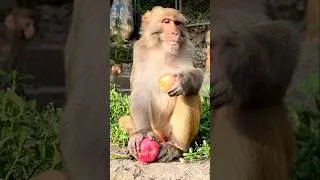 Thumbnail: A Monkey Enjoying a Seven Star Fuji Apple 🍎🐒