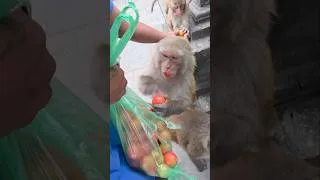 Thumbnail: Every monkey enjoyed three tomatoes each