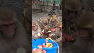 Thumbnail: Happy Monkey 🐒