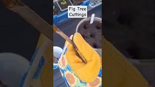 Thumbnail: Planting Fig Tree Cuttings