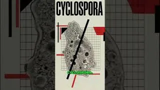 Thumbnail: How To Avoid Cyclospora Outbreak
