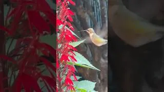 Thumbnail: iPhone 13 Pro buzz/screech ruins a perfect Ruby Throated hummingbird video (volume warning!)