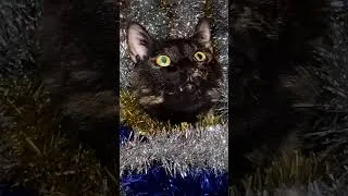 Thumbnail: It’s not Christmas anymore but the tinsel (and the Wizard of Oz) lives in our hearts #catshorts