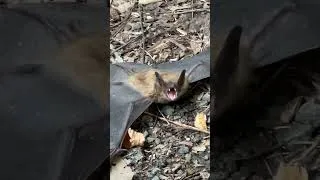Thumbnail: Being scared by a rabid (???) bat