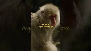 Thumbnail: Photographing the Nagano Snow Monkeys 📸 #photography #japan #travel #nature #nagano #naturephoto