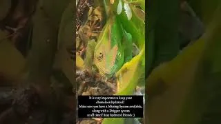 Thumbnail: Keeping our Chameleon's hydrated is important!           #chameleon #reptiles #subscribe  #shorts
